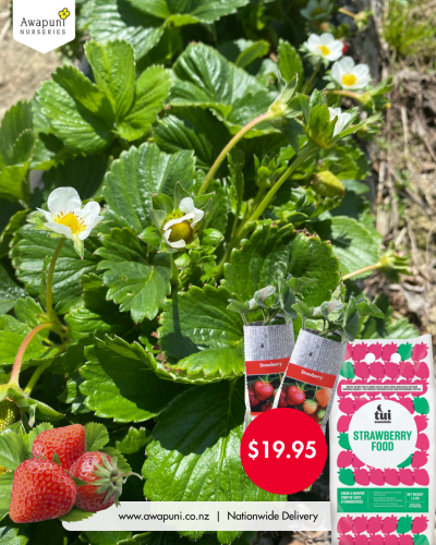 Strawberry Combo 1
